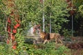 The walk of the asian lion in the zoo