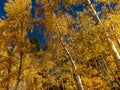 Walk Through The Aspens in Fall Royalty Free Stock Photo