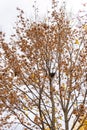 Walk in the autumn in the city park Royalty Free Stock Photo