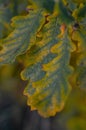 Autumn oak leaves on a tree with drops of dew. Shooting at eye level. Macro. Selective focus. Royalty Free Stock Photo