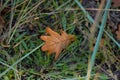 Yellow oak leaf with drops of dew lies on the green grass. Shooting from top to bottom. Selective focus Royalty Free Stock Photo
