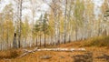 A walk through the autumn forest - a large number of birches with autumn leaves. Travelling to Russia