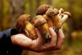 Mushroom in the autumn forest Royalty Free Stock Photo