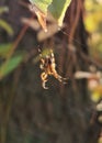 Walk in the autumn forest. A spider in a web is waiting for prey Royalty Free Stock Photo