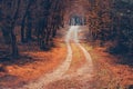 Walk on the autumn road forest Royalty Free Stock Photo