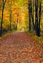 Walk in the Autumn Wood Royalty Free Stock Photo