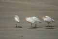 A walk on the beach