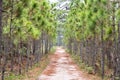 Walk and bicycle way wit pine forest. Phukradung national park, Royalty Free Stock Photo