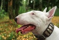 Walk with bullterrier Royalty Free Stock Photo