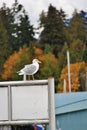 Walk in Coal Harbour enjoying Autumn Color, wildlife, Downtown, Vancouver, British Columbia