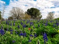 A walk in a colorful fied . Royalty Free Stock Photo