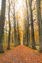 Walk through the colourful autumn forest in the Brabantse Wouden National Park. Tree avenue with orange leaves in the Sonian Royalty Free Stock Photo