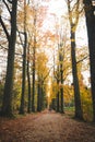 Walk through the colourful autumn forest in the Brabantse Wouden National Park. Tree avenue with orange leaves in the Sonian Royalty Free Stock Photo