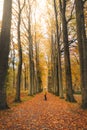 Walk through the colourful autumn forest in the Brabantse Wouden National Park. Tree avenue with orange leaves in the Sonian Royalty Free Stock Photo
