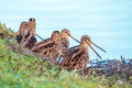 A Walk of Common Snipe - Gallinago gallinago.