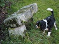 Walk in the countryside of a Cavalier King Charles inside an apartment