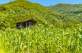 Corn field in rural area awaiting harvest