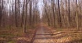 A walk in the deciduous autumn forest