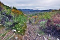 Walk in Desert des Agriates in Northern Corsica Royalty Free Stock Photo