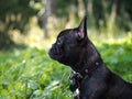 Walk the dog. The high green grass, park. Black dog, french bulldog breed. On the dog collar and leash. Dog portrait Royalty Free Stock Photo