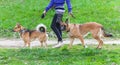 Walk dog on a leash in the park Royalty Free Stock Photo