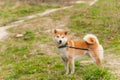 Walk dog on a leash in the park Royalty Free Stock Photo