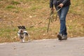 The dog walks on a leash with the owner in the autumn park Royalty Free Stock Photo