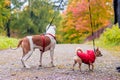 Walk the dogs. Dog on a leash. Dog on a walk in the park Royalty Free Stock Photo