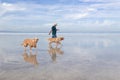 Walk with dogs by the sea in the morning on the beach Royalty Free Stock Photo