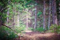 A walk down a leaf filled dirt path in the forest