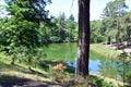 A walk through the Dutch Heidestein nature reserve along Royalty Free Stock Photo