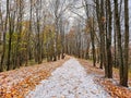 Walk in the empty autumn forest, first snow. Autumn golden colors, coldly. Alley sprinkled with snow going into the distance of