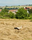 Walk in the field