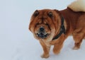 Walk on the first snow in winter Royalty Free Stock Photo