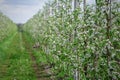 Walk in flowering garden. Rows of trees with flowers