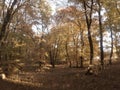 Walk in the forest Royalty Free Stock Photo