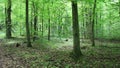 Walk through the forest with birdsong, bird sings melody, townforest Baden-Baden