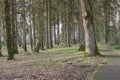 Walk in the forest state parks Oregon Royalty Free Stock Photo