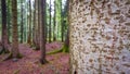 Walk in the forest. In the foreground tree trunk with bark. In the background tree trunks in selective focus