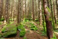 Walk through the forest in Lofthus, Norway