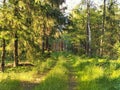 A walk in the forest at sunset, trees and shrubs, green grass