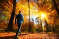 A Walk in glorious sunlight in the autumn forest Royalty Free Stock Photo