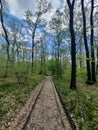 Walk at Hoia Baciu forest Royalty Free Stock Photo