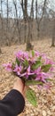 A walk in Hoia Baciu forest in spring Royalty Free Stock Photo