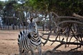 Walk on an Israeli zebra safari. Royalty Free Stock Photo