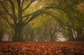 A walk in the italian park of Canfaito through its beautiful beech trees. Autumn enchanted forest in Italy, marche region Royalty Free Stock Photo