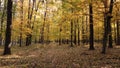 Walk through the magnificent autumn forest. Golden tree leaves in the rays of the setting sun. Autumn in the park Royalty Free Stock Photo