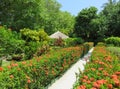 Walk in a Maldivian garden. Royalty Free Stock Photo