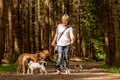 Walk with many dogs on a leash. Dog sitter with different dog breeds in the beautiful forest Royalty Free Stock Photo