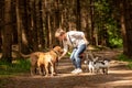 Walk with many dogs on a leash. Dog walker with different dog breeds in the forest Royalty Free Stock Photo